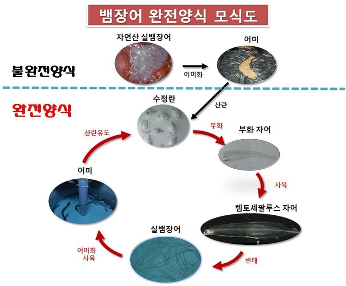 뱀장어 완전양식 모식도./해양수산부 제공