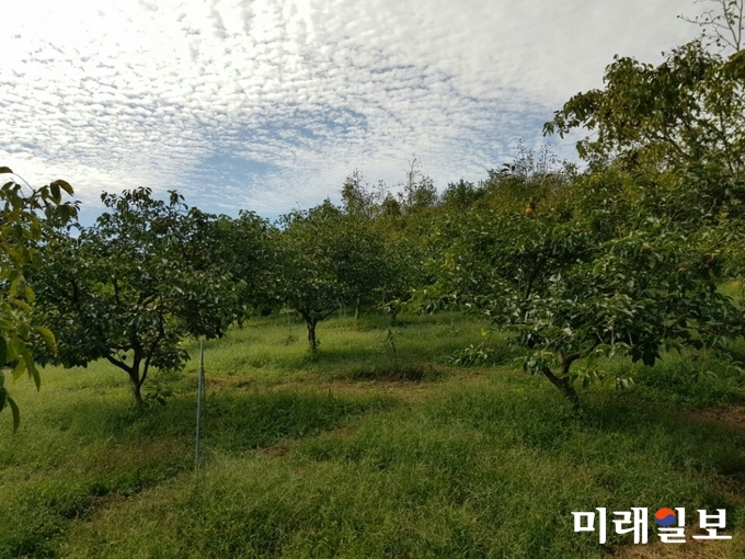 숲속호두 이미지