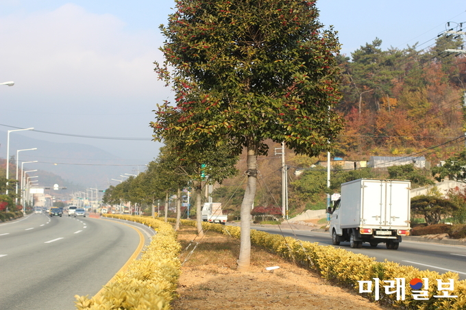 전라남도는 ‘숲 속의 전남’ 만들기 12월의 나무로 완도호랑가시나무를 선정했다. / 사진=전남도 제공