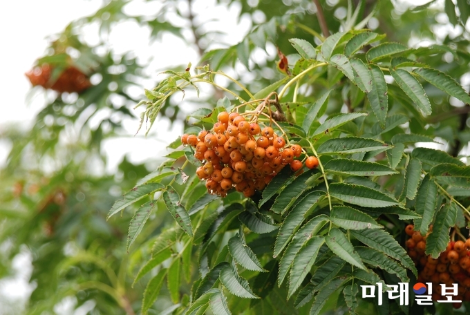 전라남도가 ‘숲 속의 전남’ 만들기 2018년 5월의 나무로 선정된 마가목 / 사진=전남도 제공