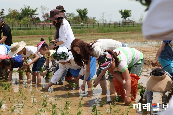 전라남도농업박물관은 오는 19일 오전 10시 농업테마공원 벼 한 살이 체험장에서 초․중․고등학생 및 동반가족 등 참가자를 대상으로 ‘남도들노래 시연 및 모내기 체험’ 행사를 개최한다. / 사진=전남도 제공