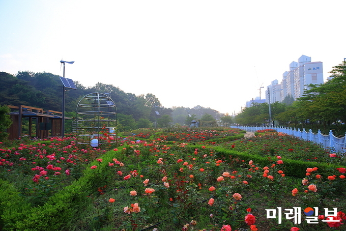 광주 서구 풍암호수 장미원에서 16일부터 50만송이 장미 향연이 펼쳐진다. / 사진=서구청 제공
