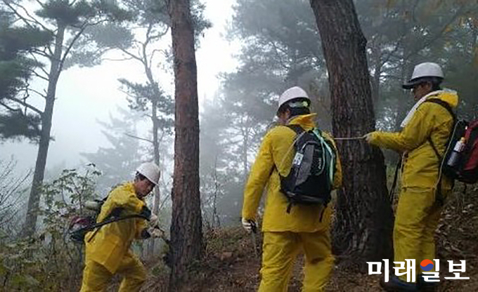 광주 서구가 소나무재선충병 확산을 방지하기 위해 사월산과 개금산일대 등 감염우려지역 48.16ha에 연막방제 작업을 실시한다./ 사진=서구청 제공