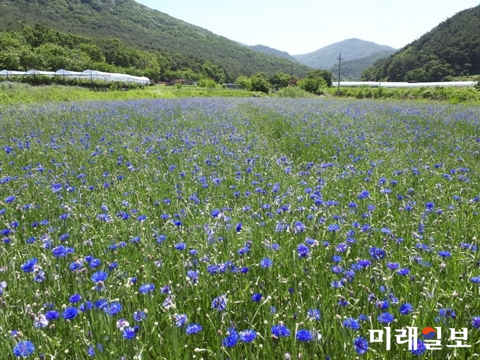 광주광역시 농업기술센터가 북구 충효동 광주호수생태원 주변과 5.18민주광장 일원에 꽃 힐링공간을 조성 운영한다. 사진은 충효동 평모들 주변 충효분교, 광주농협 충효지점, 평촌마을, 환벽당 등 4곳에 수레굴화와 꽃 양귀비등의 모습 / 사진=광주시 제공