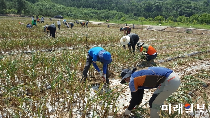 전라남도 농림축산식품국 직원 60여명이 25일 무안군 무안읍 매곡리 70대 고령농가에서 양파 수확작업을 돕고 있다. / 사진=전남도 제공