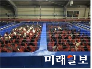 어린낙지 입식 장면