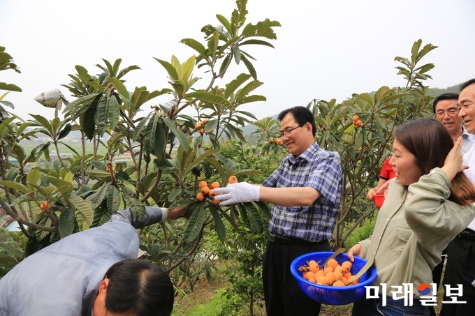 농촌체험휴양마을- 완도울모래(비파따기 체험사진) / 사진=전남도 제공