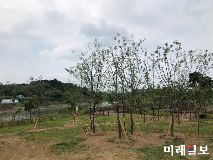 광주광역시는 싱그러운 녹음이 가득한 녹지 조성을 위해 영산강변 승촌공원 일대에 배롱나무 등 큰나무 329주를 식재했다. / 사진=광주시 제공