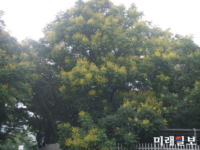 숲속의 전남 만들기 7월의 나무로 선정된 모감주나무 / 사진=전남도 제공