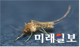 작은빨간집모기는 전체적으로 암갈색을 띠고 뚜렷한 무늬가 없으며, 주둥이의 중앙에 넓은 백색 띠가 있는 소형모기(약4.5mm)