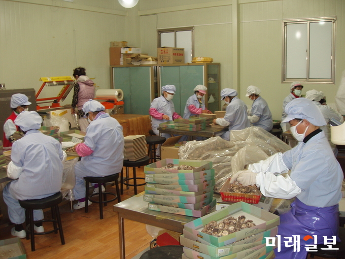 청림농원에서 표고버섯을 포장하고 있는 모습 / 사진=강진군 제공