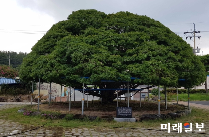 지난 7일 강진군 대구면이 면사무소 앞에 있는 단풍나무 전정 작업을 실시했다. / 사진=강진군 제공