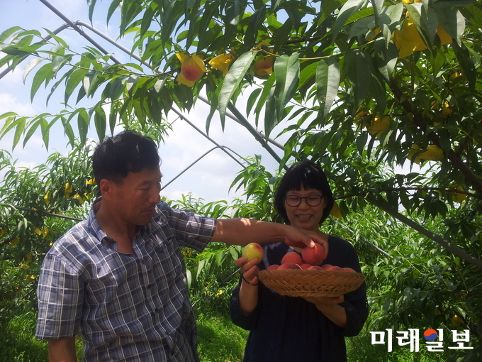 복숭아를 친환경재배해 전남에서 최초로 복숭아 유기농 인증을 획득 억대소득을 올린 노상현씨 / 사진=전남도 제공