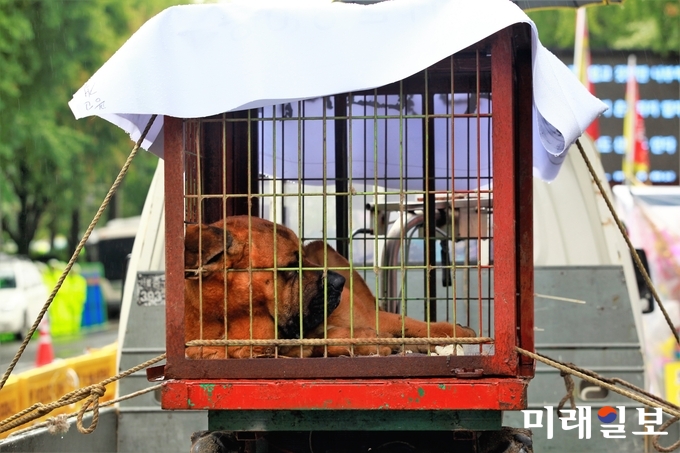 대한육견협회 회원들이 28일 오후 서울 종로구 효자치안센터 앞에서 열린 '대한육견협회 생존권 투쟁 집회'에서 육견업자들이 집회현장에 도사견을 차량에 싣고 왔다. 이날 회원들은 집회를 통해 정부가 지난 10일 발표한 '축산법상 개를 가축에서 제외검토' 철회와 농림축산식품부에서 식용견(농장견,사육견)을 관리할 수 있도록 요구 했다./사진=장건섭 기자