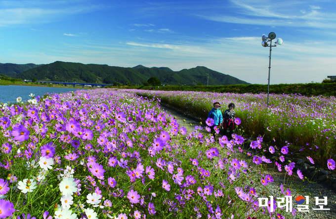 광양 서천 코스모스길 / 사진=전남도 제공