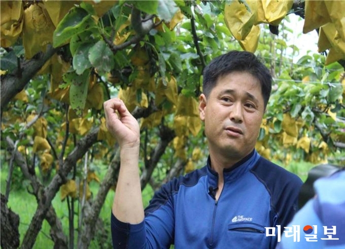 자연 순환농법을 실천해 유기농 배 인증을 받은 박창범씨 / 사진=전남도 제공