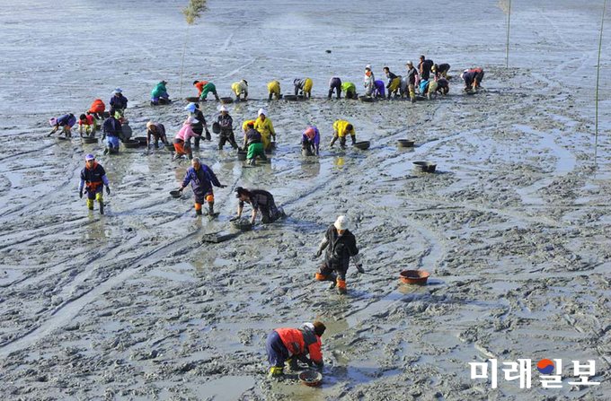 보성갯벌 / 사진=전남도 제공