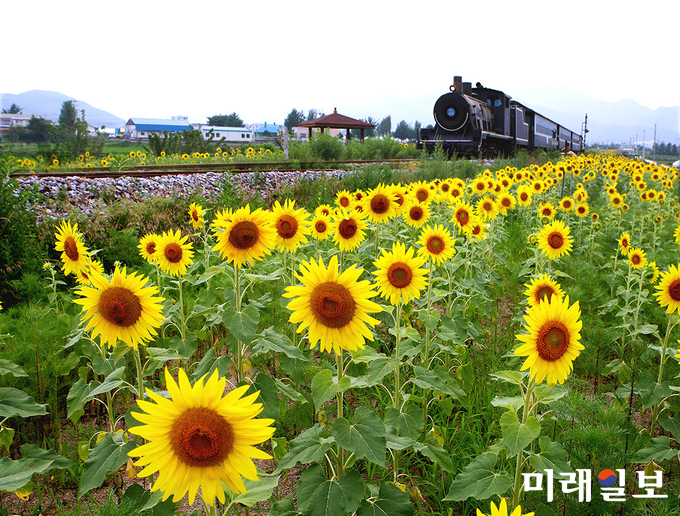 곡성 기차마을