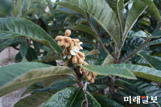 비파나무 꽃 / 사진=전남도 제공