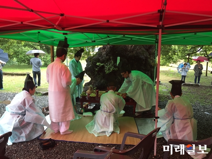 2017년 광주 북구 충효동 왕버들 기원제 모습 / 사진=북구청 제공