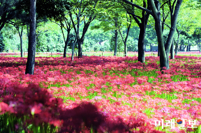 영광 불갑산의 상사화 / 사진=전남도 제공