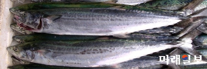 삼치