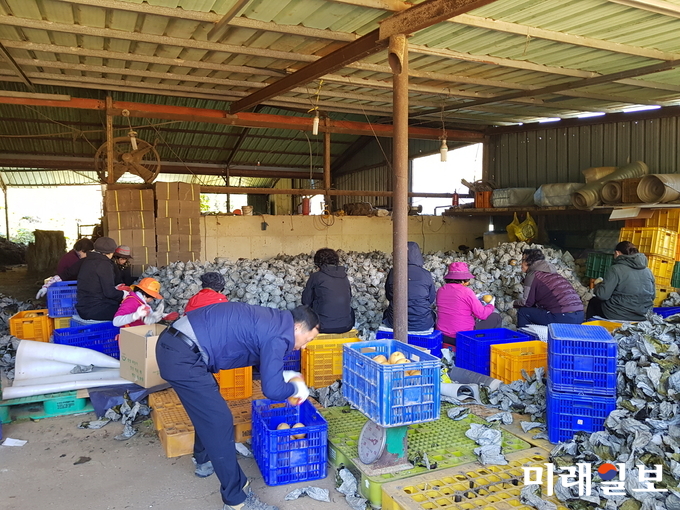 지난 1일 도암면사무소는 목포시 상동 주민자치위원을 초청해 농촌일손돕기를 진행했다. / 사진=강진군 제공