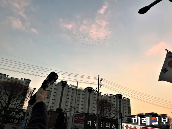 경기도 수원시 떼까마귀 순찰반이 퇴치기를 이용해 떼까마귀를 쫓고 있다./사진=수원시 제공