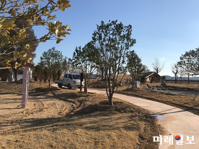 강진만 갈대축제장으로 이식된 동백나무 / 사진=강진군 제공