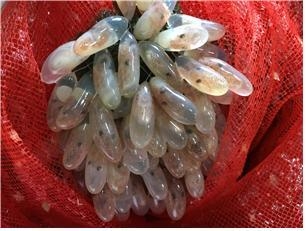 부화직전의 낙지