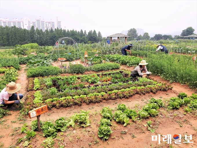 경기도 수원시 ‘시민농장 텃밭체험’에 참여한 시민들이 텃밭을 가꾸고 있다./사진=수원시 제공