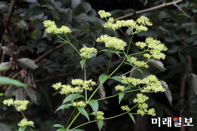 마타리과-긴뚝갈 / 사진=완도수목원