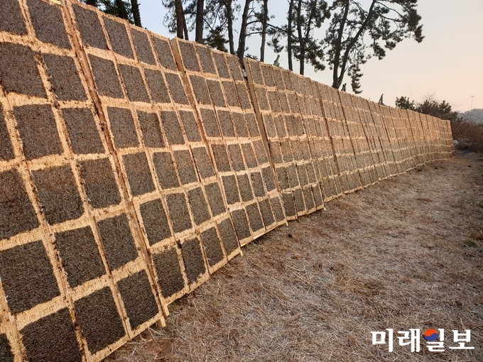 전라남도해양수산기술원은 어업인 소득 증대를 위해 2012년부터 2017년까지 6년간 시험 연구 끝에 어업인이 선호하는 김 신품종 ‘해모돌1호’를 개발, 올해부터 본격적으로 어가 분양에 나선다. / 사진=전남도 제공