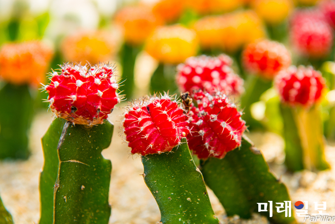 완도수목원 아열대 온실 / 사진=전남도 제공