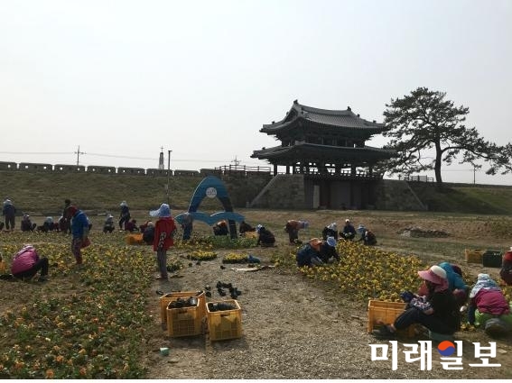 제22회 전라병영성 축제가 한달 앞으로 다가온 가운데 축제 현장 경관조성을 위해 꽃 심기 작업을 실시했다. / 사진=강진군 제공