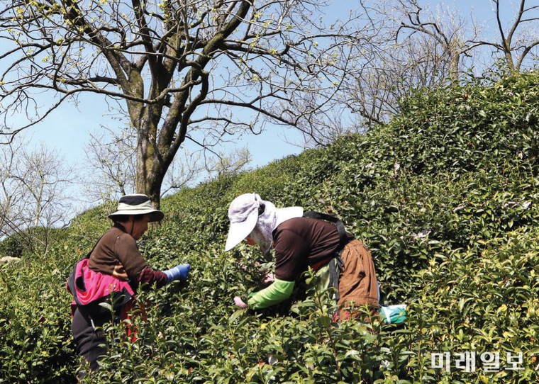 사진=하동군청 제공
