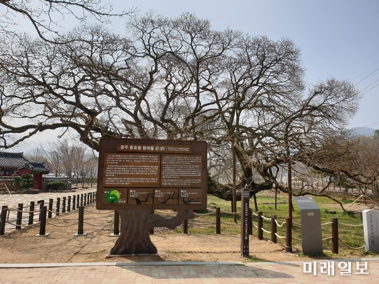 충효동 왕버들군