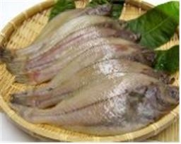 가자미