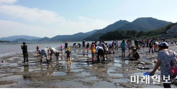 지난해 6월 치러진 제3회 쏙잡이 체험행사 모습 / 사진=강진군 제공