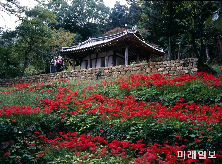 환벽당 상사화 / 사진=북구 제공