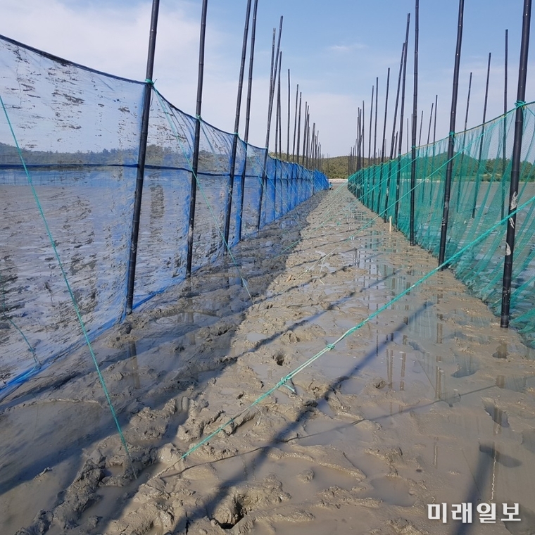 낙지 조위망