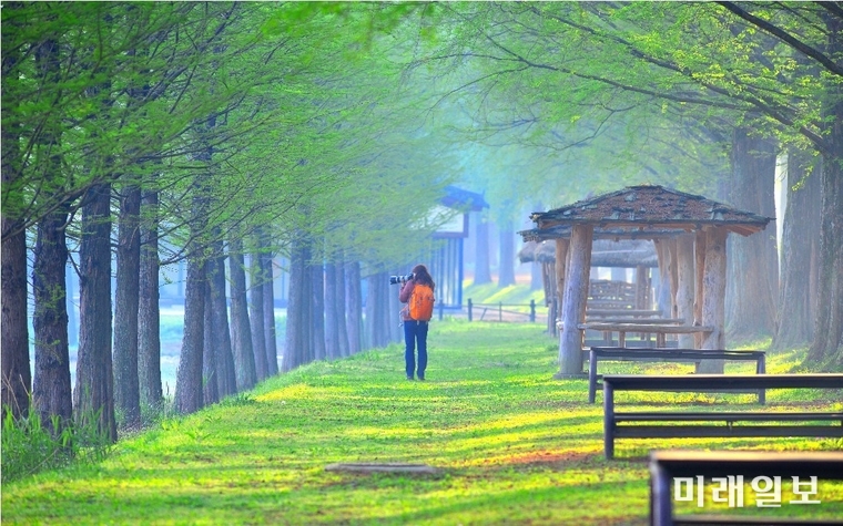담양 메타세콰이어길 / 사진=전남도 제공