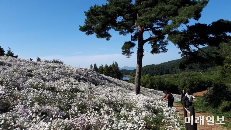 구절초