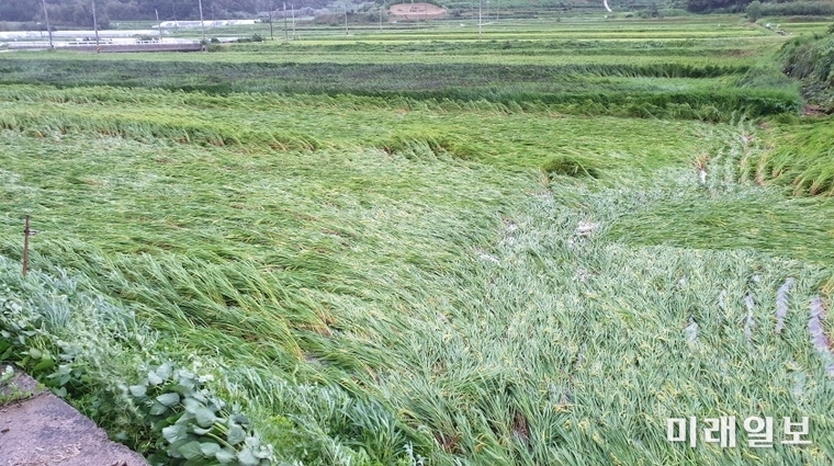 태풍에 쓰러진 보성들녁의 벼 / 사진=이병훈 제공