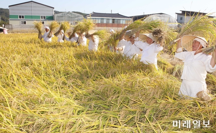 광주 북구 용전마을 가을걷이 한마당 행사 모습 / 사진=북구 제공