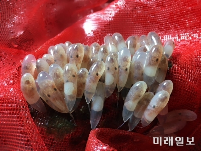 부화직전 낙지