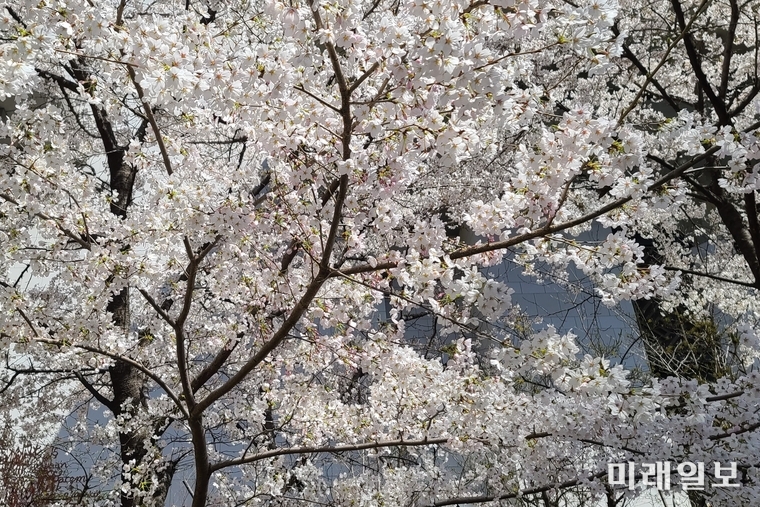 30일 서울 영등포구 여의도 윤중로에 벚꽃이 활짝 피어 있다./사진=장건섭 기자