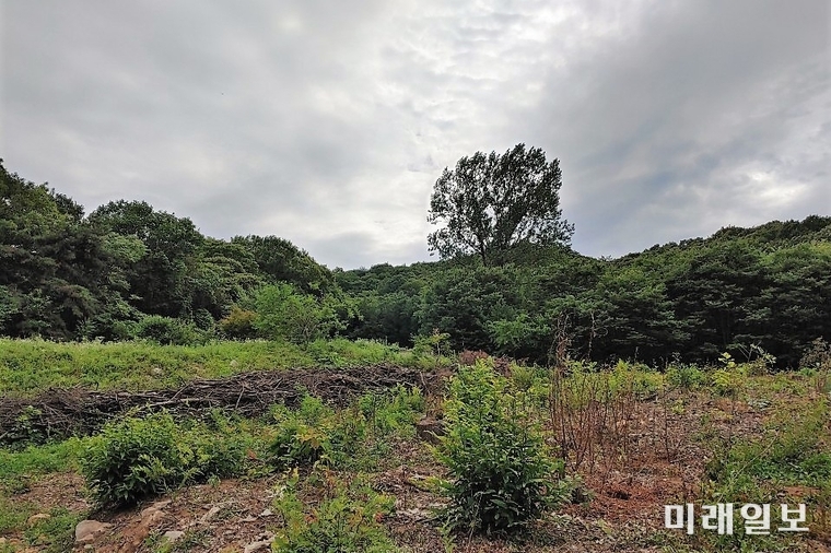 종갱신 명목으로 베어낸 경기도 광주시 도척면 방도리 산74 일대 전경./사진=인터넷언론인연대