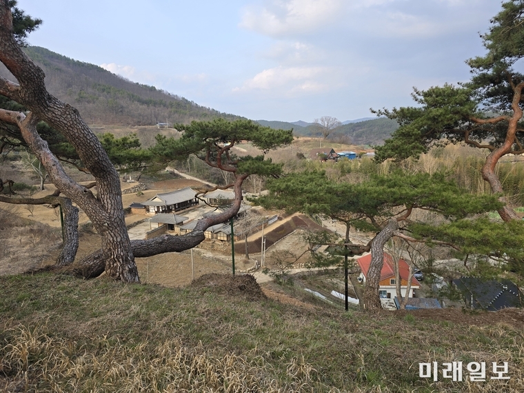 수령 약700년의 노송들이 펼쳐진 천인정에서 바라본 금남고택 © 이중래 기자