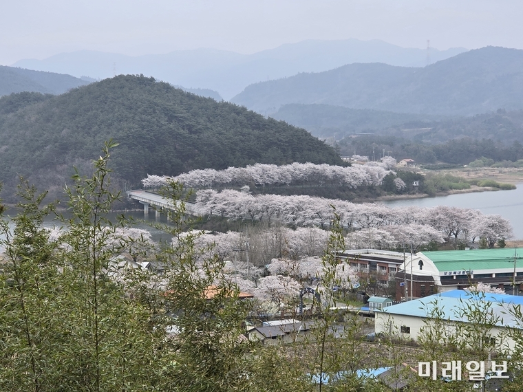 천인정에서 바라본 복내중학교 주변 벛꽃길, 문덕 대원사부터 복내,율어,겸백,득령면까지에 걸쳐 벛꽃길이 도로를 따라 펼쳐져 있다. © 이중래 기자